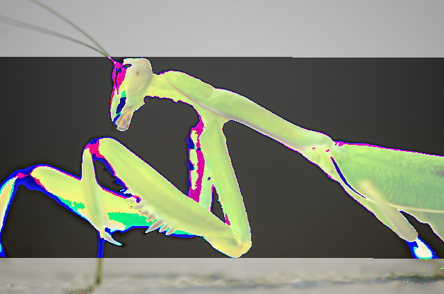 Mantis-invert