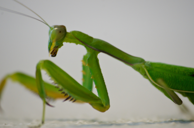 Mantis